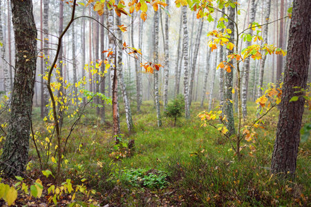 Dark atmospheric landscape of the evergreen forest in a fog at sunrise. Ancient pine trees, golden maple and birch tree close-up. Ecology, autumn, ecotourism, environmental conservation in Europeの写真素材
