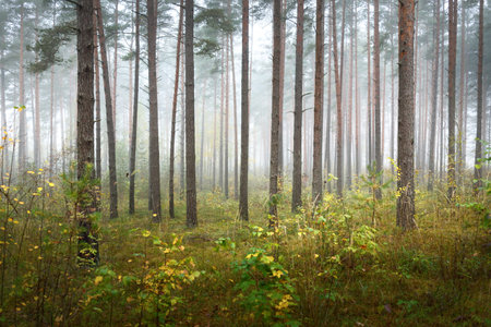 Dark atmospheric landscape of the evergreen forest in a fog at sunrise. Pine, spruce, maple, birch trees and colorful plants close-up. Ecology, autumn, ecotourism, environmental conservation in Europeの写真素材