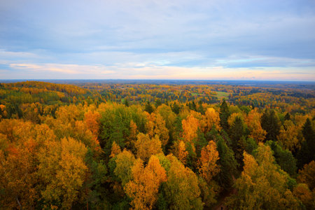Picturesque panoramic aerial view of the colorful autumn forest. Golden, red, orange, yellow, green leaves. Spruce, pine, birch, maple trees. Dramatic sunset sky. Nature, ecology, environment, tourismの写真素材