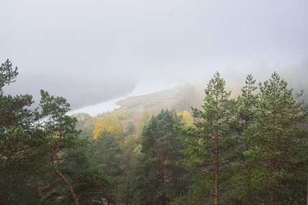 Panoramic aerial view of majestic pine forest and bends of Daugava river in a fog. Autumn. Daugavas loki nature park, Latgale, Latvia. Ecology, ecotourism, recreation, travel destinations, landmarkの写真素材