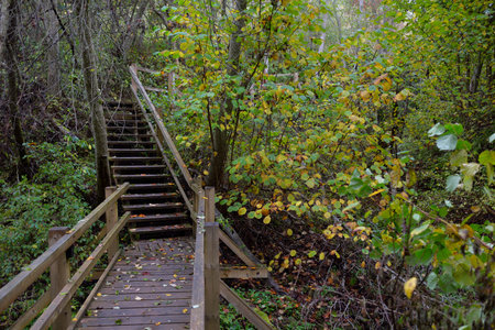 Wooden forest stairway. Old pine and birch trees, colorful green, yellow, golden leaves close-up. Idyllic autumn scene. Daugavas Loki nature park Latvia. Ecology, ecotourism, travel destinationsの写真素材