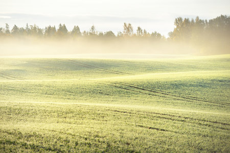 Green plowed agricultural field with tractor tracks at sunrise, close-up. Golden light, fog, haze. Picturesque autumn landscape. Rural scene. Abstract natural pattern, texture, background, wallpaperの写真素材
