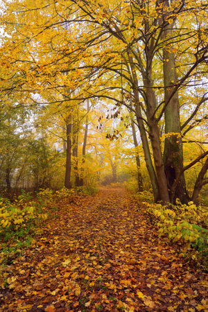 Pathway (rural road, alley) in the forest. Deciduous trees with colorful green, yellow, orange, golden leaves. Sunbeams through the branches. Natural tunnel. Autumn, seasons, environmentの写真素材