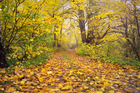 Pathway (rural road, alley) in the forest. Deciduous trees with colorful green, yellow, orange,...