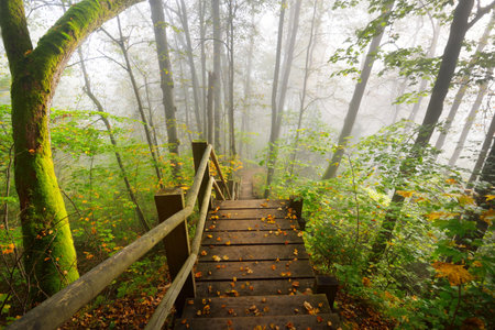 High angle view of the wooden forest stairway in a sunrise fog. Soft morning light. Old trees,...