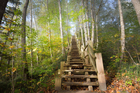 Low angle view of the wooden forest stairway in a sunrise fog. Soft morning light. Old trees, colorful green and golden leaves close-up. Idyllic autumn scene. Gauja national park, Sigulda, Latviaの写真素材