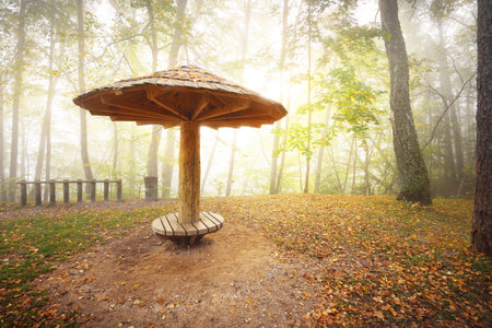 Panoramic view of the rest area in a golden forest at sunrise. Soft morning light. An open wooden gazebo close-up. Idyllic autumn scene. Gauja national park, Sigulda, Latvia. Eco tourism, recreationの写真素材