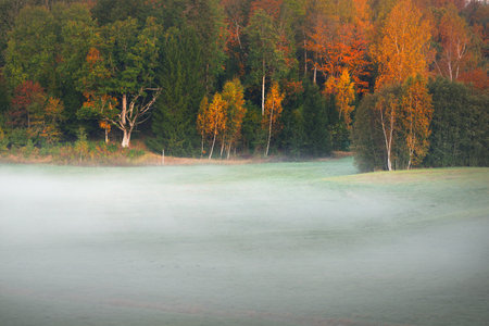 Picturesque aerial view of a winding rural road through the green hills, fields and forest in a fog at sunrise. Oak, spruce, birch trees. Colorful golden, red, orange leaves. Nature, seasons, autumnの写真素材