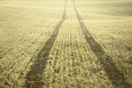 Green plowed agricultural field with tractor tracks at sunrise, close-up. Golden light, fog, haze....