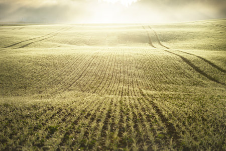 Green plowed agricultural field with tractor tracks at sunrise, close-up. Golden light, fog, haze....