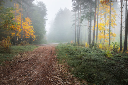 Rural road (pathway) through the evergreen forest in a fog at sunrise. Ancient pine trees, green and...