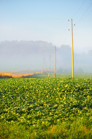 Panoramic view of the green plowed agricultural field at sunrise. Trees in a morning fog, electricity line close-up. Clear sky. Farm, industry, ecology, nature, environmental damage, technologyの写真素材