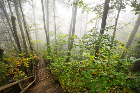High angle view of the wooden forest stairway in a sunrise fog. Soft morning light. Old trees,...