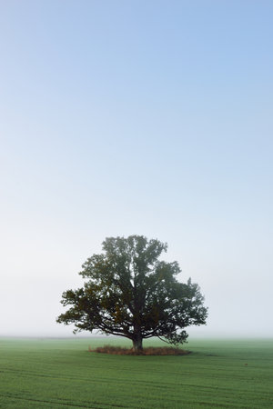 Mighty oak tree with green leaves on the plowed agricultural field with tractor tracks at sunrise. Morning fog. Picturesque autumn scenery. Nature, trees, lumber industry, environmental conservationの写真素材