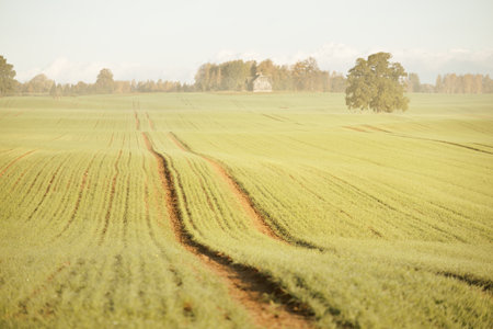 Mighty oak tree with green and golden leaves on the plowed agricultural field with tractor tracks at sunrise, close-up. Picturesque autumn scenery. Pure nature, ecology, trees, farm, lumber industryの写真素材