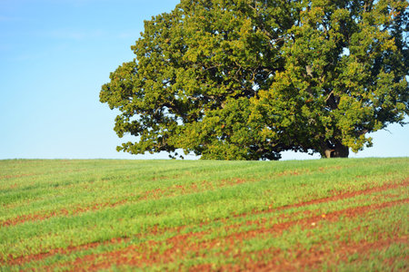 Mighty oak tree with green and golden leaves on the plowed agricultural field with tractor tracks at sunrise. Morning fog. Picturesque autumn scenery. Nature, trees, farm, lumber industry. Germanyの写真素材
