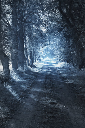 Illuminated rural road (alley) through the tall ancient trees at night, Scary forest scene. Tree silhouettes in the dark. Mysterious blue light. Gothic, silence, darkness, loneliness. Monochrome imageの写真素材