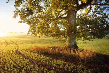 Mighty oak tree with green and golden leaves on the plowed agricultural field with tractor tracks at sunrise, close-up. Picturesque autumn scenery. Pure nature, ecology, trees, farm, lumber industryの写真素材