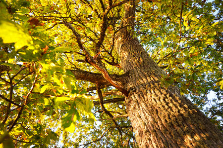 Low angle view of the mighty oak tree with green and golden leaves against clear sky at sunrise,...