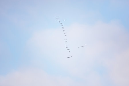 Group of flying seagulls in a cloudy blue sky with pink glowing clouds at sunrise, close-up. Birds,...