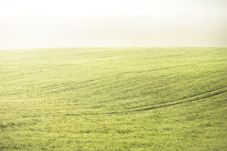 Green plowed agricultural field with tractor tracks at sunrise, close-up. Golden light, fog, haze....