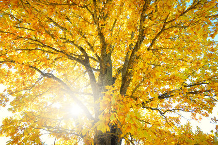Mighty oak tree with colorful yellow, orange, golden leaves, close-up. Sunbeams through the branches, soft sunlight. Natural pattern, texture, graphic resources. Autumn, seasons, environment, ecologyの写真素材