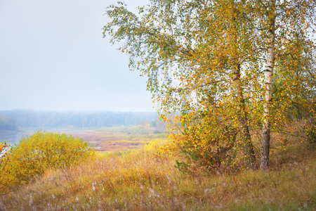 Panoramic view of majestic golden birch forest and bends of Daugava river in a fog. Autumn. Daugavas loki nature park, Latgale, Latvia. Ecology, ecotourism, recreation, travel destinations, landmarkの写真素材