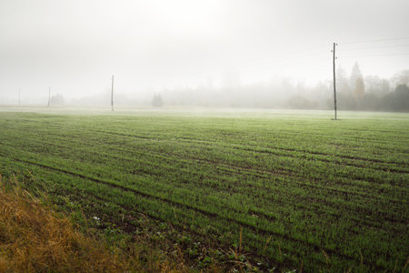 Green plowed agricultural field with tractor tracks and forest at sunrise, close-up. Golden...
