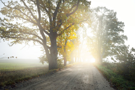 Single lane rural road (alley) through deciduous oak and maple trees. Natural tunnel. Sunlight, sunbeams, fog, shadows. Fairy autumn scene. Hope, heaven concepts. Nature, ecology, walking, cyclingの写真素材