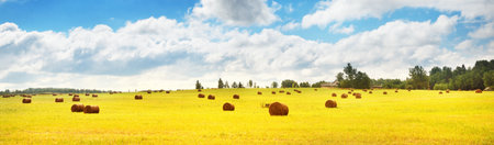 Agricultural field with haystacks under the clear blue sky with cumulus clouds. Idyllic rural scene....