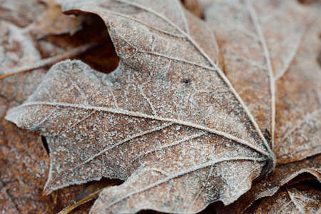 Extreme close-up of brown (golden) maple leaf covered with crystal clear hoarfrost. Natural texture,...