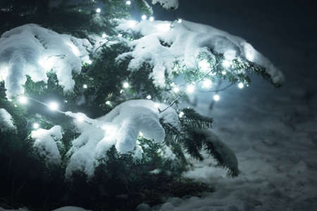 Snow-covered spruce tree illuminated by the garland of white lights, close-up. Dark twilight...