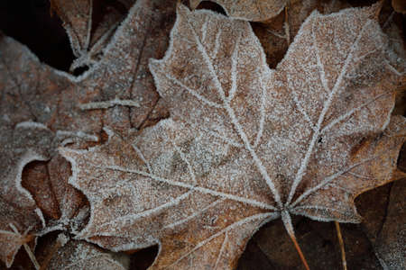 Forest floor of brown (golden) maple leaves covered with crystal clear hoarfrost, close-up. Natural...