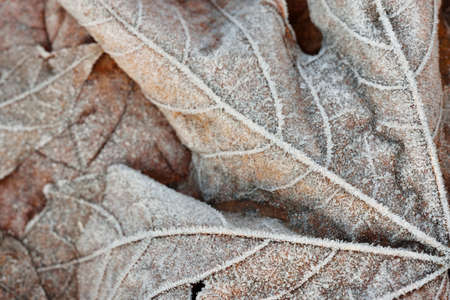Forest floor of brown maple leaves covered with crystal clear hoarfrost. Texture, background,...