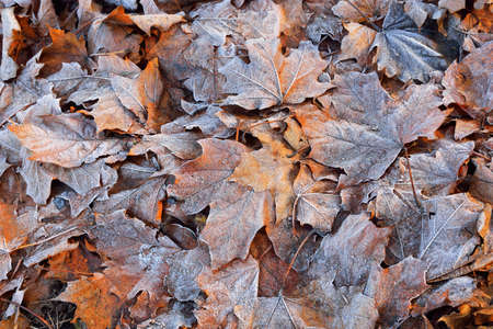 Maple leaves covered with crystal clear hoarfrost. Texture, background, wallpaper, graphic...