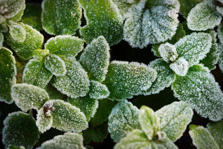 Close-up of green leaves, crystal clear hoarfrost. Texture, background, wallpaper, graphic resources. First snow, climate change, nature, seasons, gardening, Christmasの写真素材