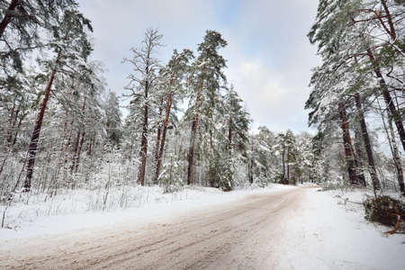 Snow-covered country road through the evergreen pine forest at sunset. Dramatic sky before snowstorm. Idyllic rural scene. Remote places, dangerous driving, off road, winter tiresの写真素材