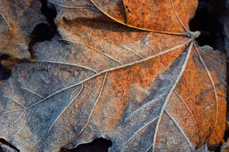 Forest floor of brown maple leaves covered with crystal clear hoarfrost. Texture, background,...