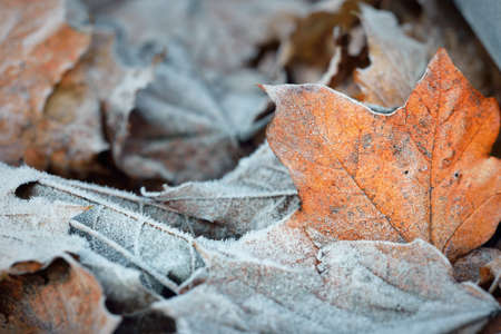 Forest floor of brown (golden) maple leaves covered with crystal clear hoarfrost, close-up. Natural...