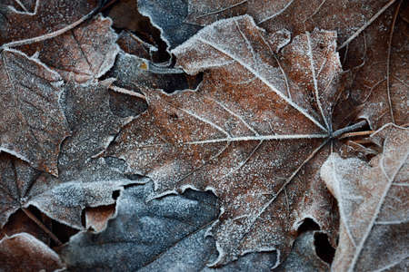 Forest floor of brown (golden) maple leaves covered with crystal clear hoarfrost, close-up. Natural...
