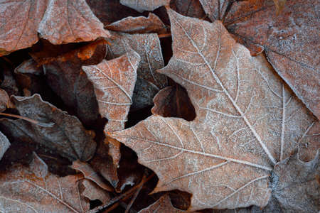 Forest floor of brown maple leaves, crystal clear hoarfrost. Texture, background, wallpaper, graphic...