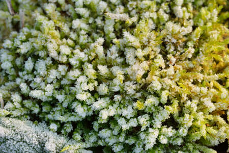 Close-up of green leaves, crystal clear hoarfrost. Texture, background, wallpaper, graphic resources. First snow, climate change, nature, seasons, gardening, Christmasの写真素材
