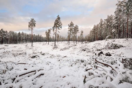 Snow-covered evergreen forest after a blizzard at sunset. Pine, spruce trees close-up. View from a pathway. Atmospheric landscape. Winter wonderland. Nature, deforestation, environmental damageの写真素材