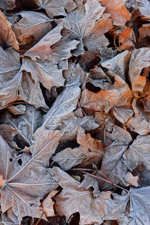 Maple leaves covered with crystal clear hoarfrost. Texture, background, wallpaper, graphic...
