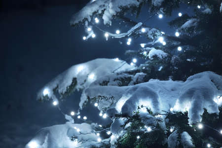 Snow-covered spruce tree illuminated by the garland of white lights, close-up. Dark twilight evergreen forest in the background. Idyllic winter landscape. Christmas celebration, decoration, holidayの写真素材