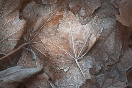 Close-up of brown maple leaves, crystal clear hoarfrost. Texture, background, wallpaper, graphic resources. Silver and golden colors. Dark tones. First snow, climate change, nature. Concept artの写真素材