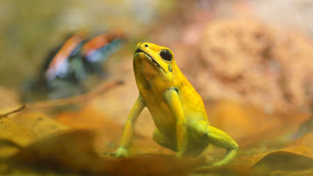 Golden Poison Arrow Frog (Phyllobates terribilis) in natural rainforest environment. Colorful bright yellow tropical frog. Zoology, biology, zoo. science, education, environmental conservationの写真素材