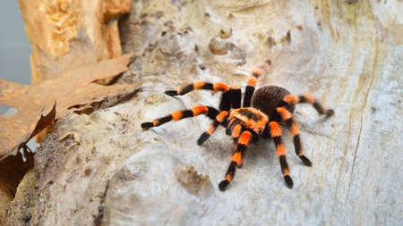 Birdeater tarantula spider Brachypelma smithi in natural forest environment. Bright orange colorful...