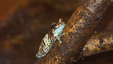 Golden-eyed tree frog or Amazon milk frog Trachycephalus resinifictrix hiding on a branch in natural...