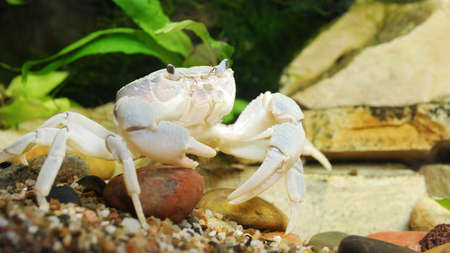 Albino river crab Potamon sp. in aquarium (underwater, natural environment), extreme close-up....